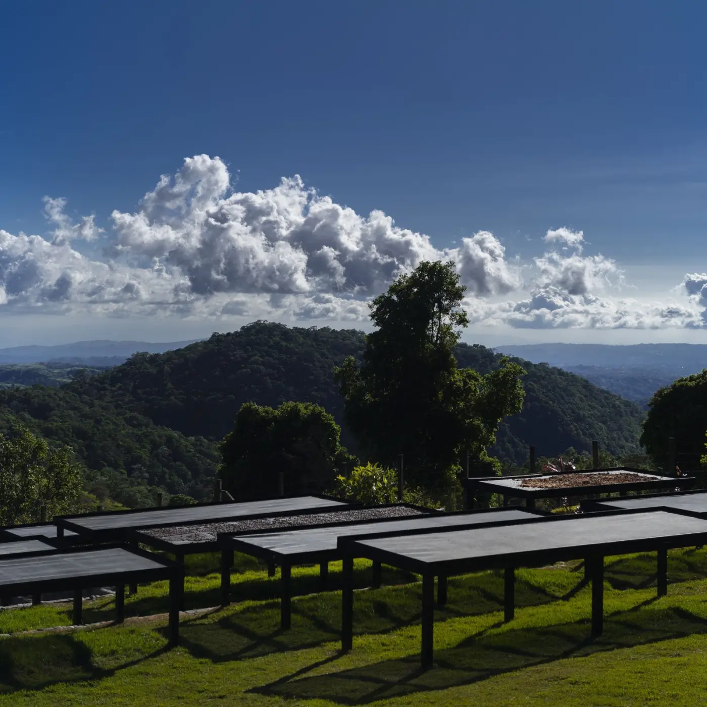 Légendes - Estela PittÍ - Finca Los Cenizos - Geisha Natural Cold Fermentation | Terres de Café | Vente en ligne