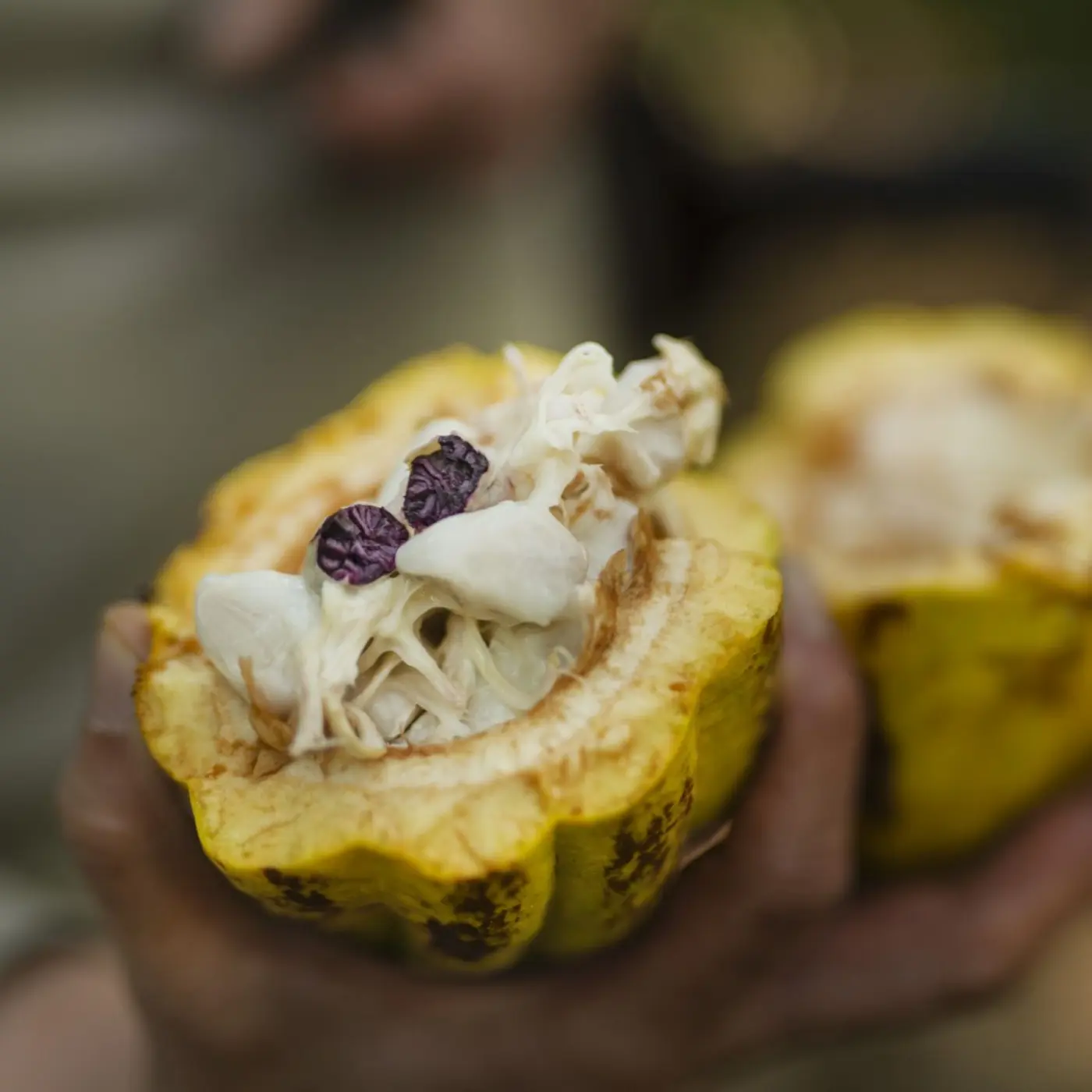 Cacao de spécialité | TDC X ENCUENTRO Les Violetas 70% Salvador - Tablette de Chocolat -75g | Vente en Ligne