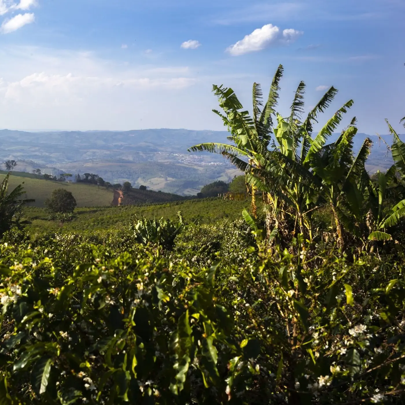 Coffee Fazendas Ambiental Fortaleza Arara - Natural | Speciality Coffee | Buy Online