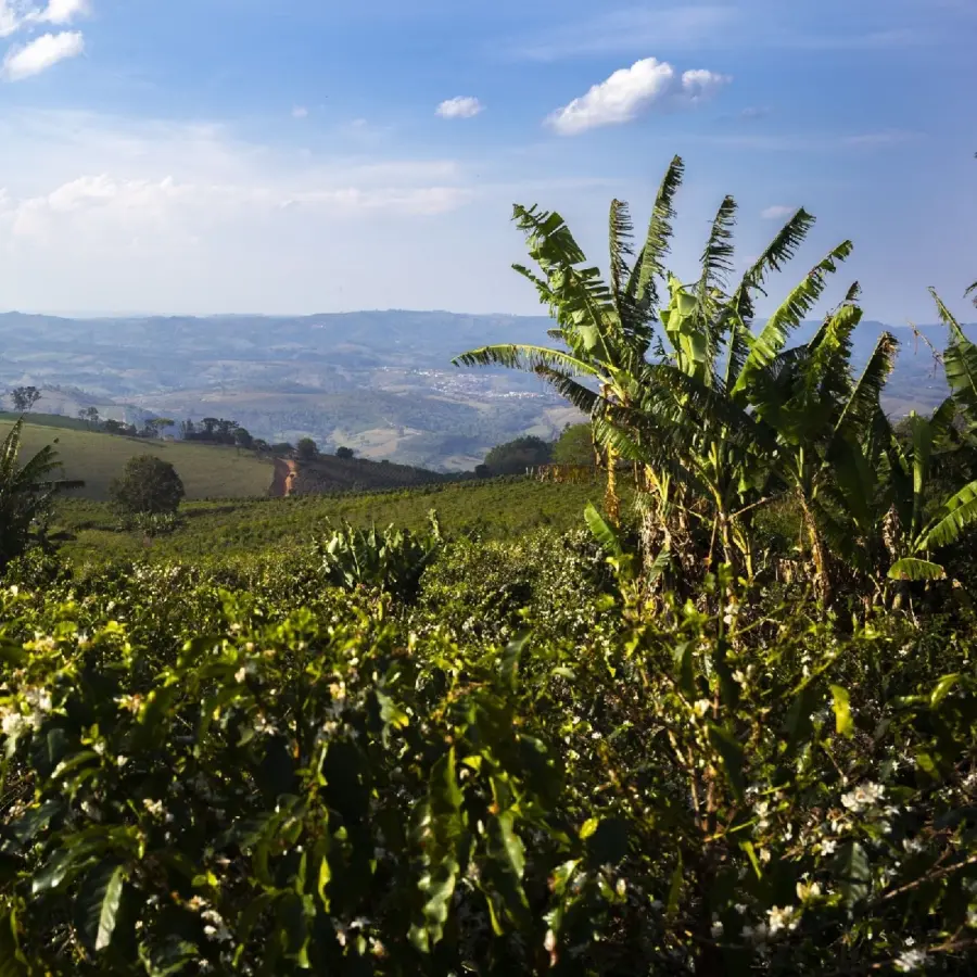 Coffee Fazendas Ambiental Fortaleza Arara - Natural | Speciality Coffee | Buy Online