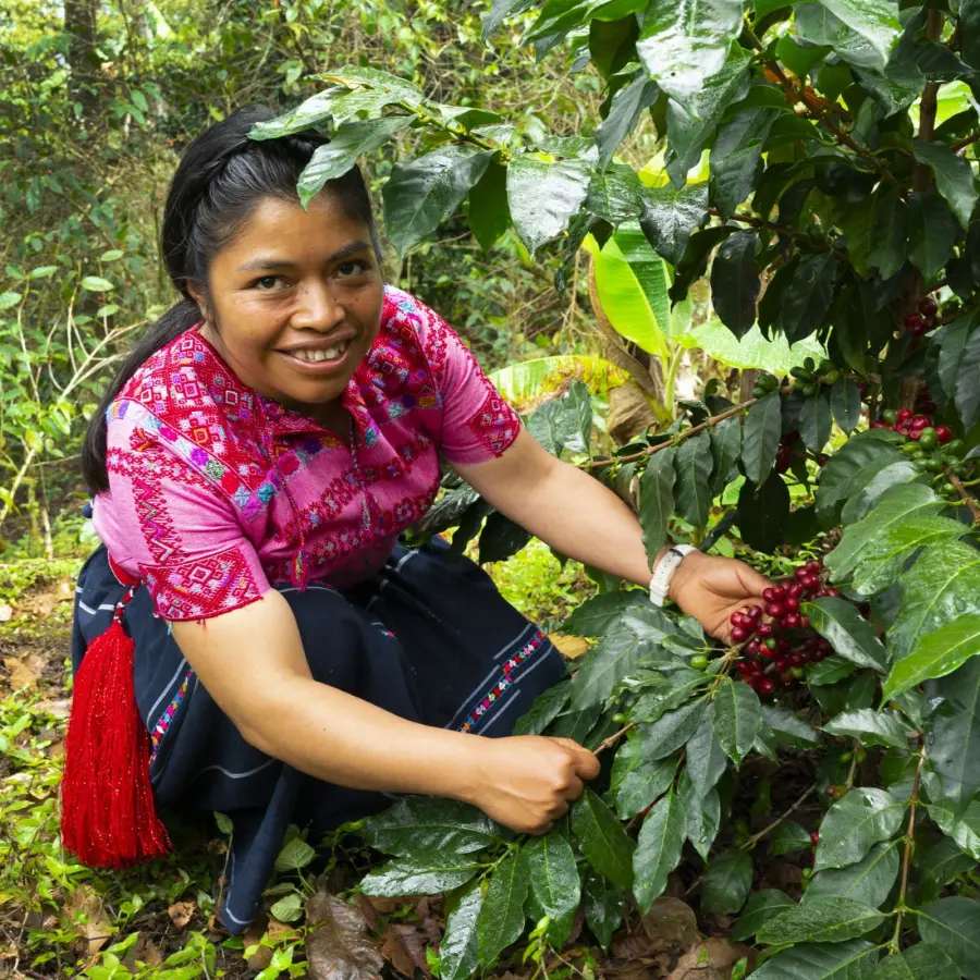Café de spécialité | La Familia Vazquez I Vente en ligne