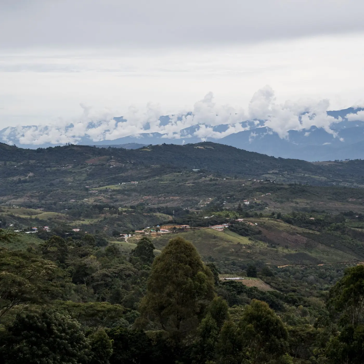 Specialty Coffee | Granja La Esperanza Coffee - Bourbon Pointu | Online Store