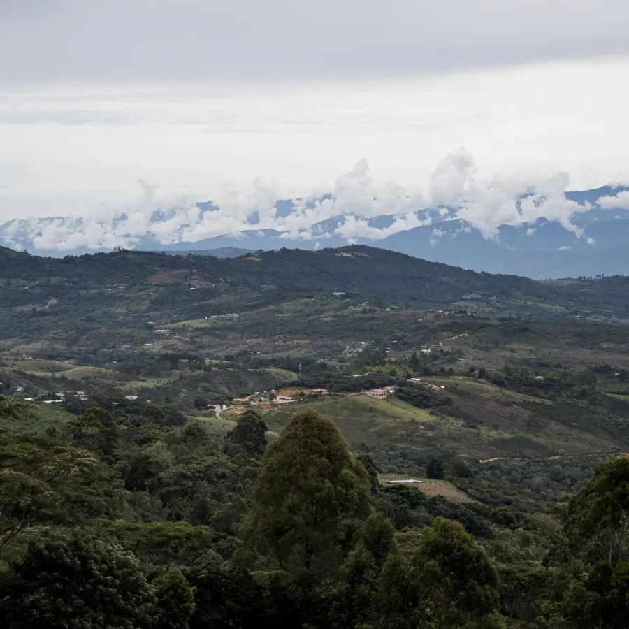 Specialty Coffee | Granja La Esperanza Coffee - Bourbon Pointu | Online Store