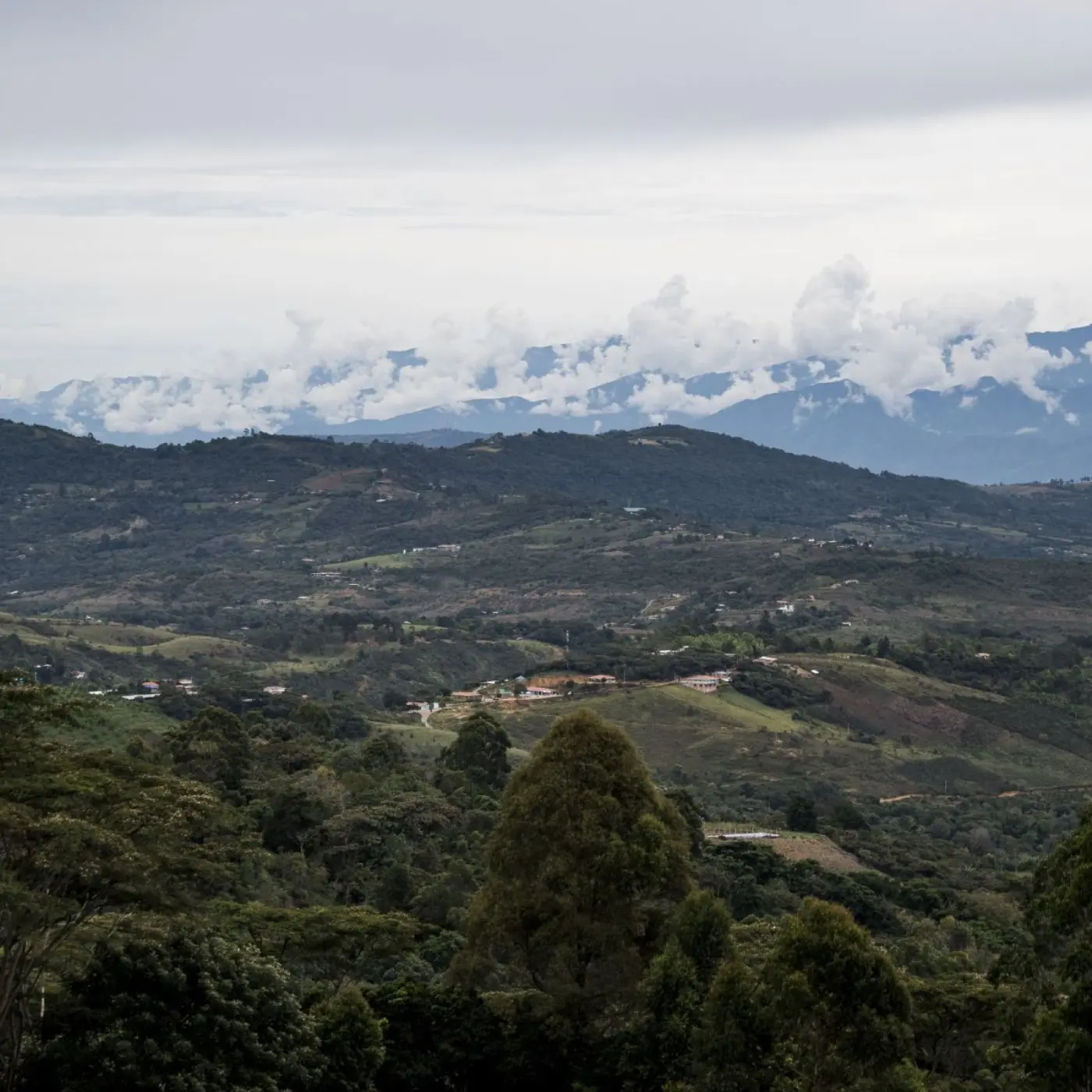 Café de spécialité I Café Bourbon Santander Bio | Vente en ligne