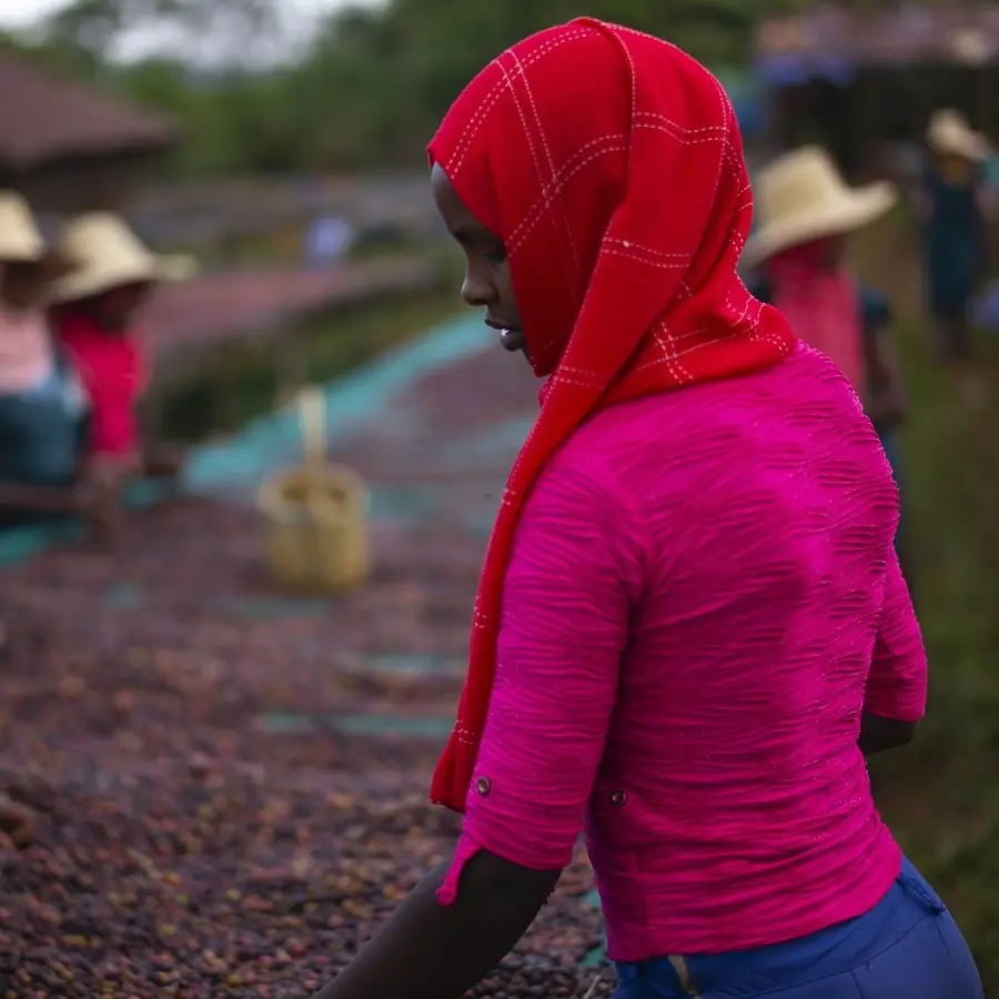 Specialty coffee by Terres de Café - Coffee Yirgacheffe Chelbesa Heirloom