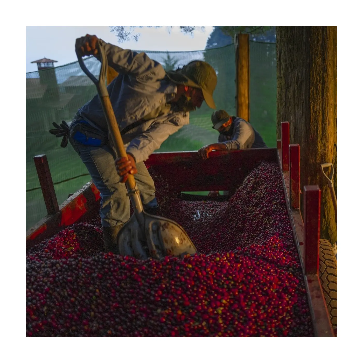 Specialty coffee by Terres de Café - Coffee Volcan Azul - Geisha Anaerobic Natural