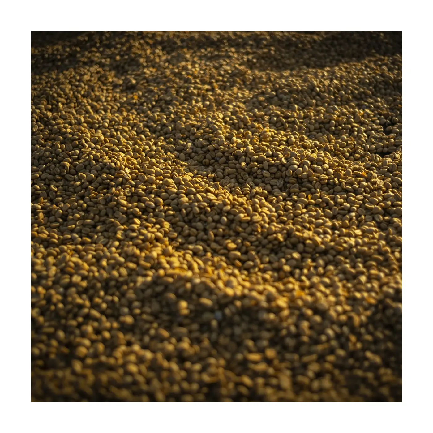 café de spécialité Terres de café - Café Oreti
