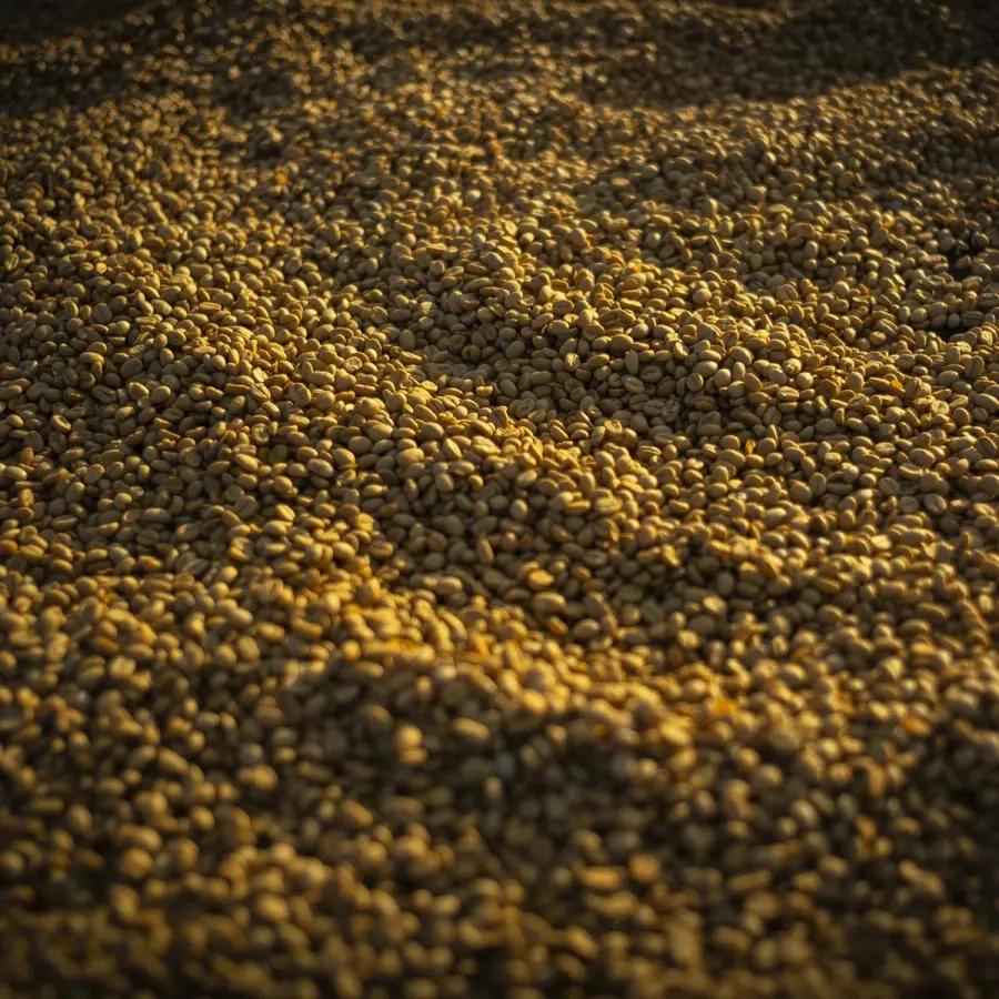 café de spécialité Terres de café - Café Oreti