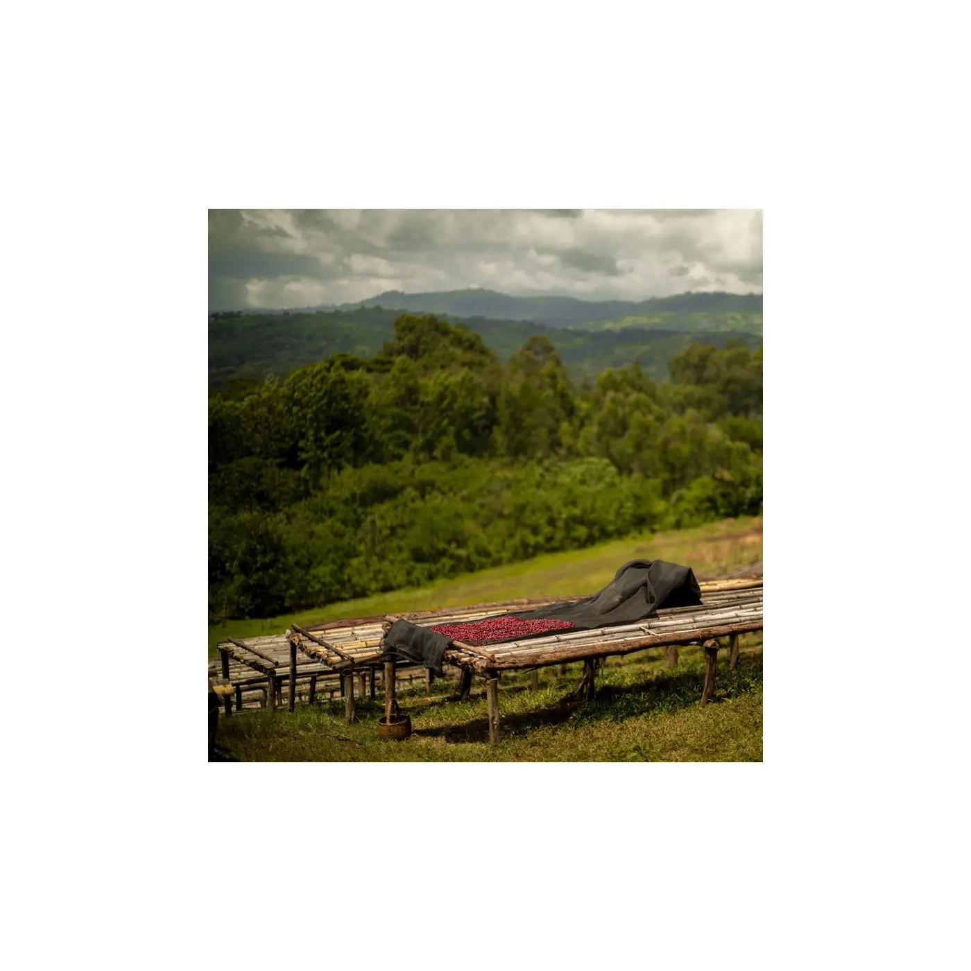 Espresso methods subscription - 3 months| Terres de Café