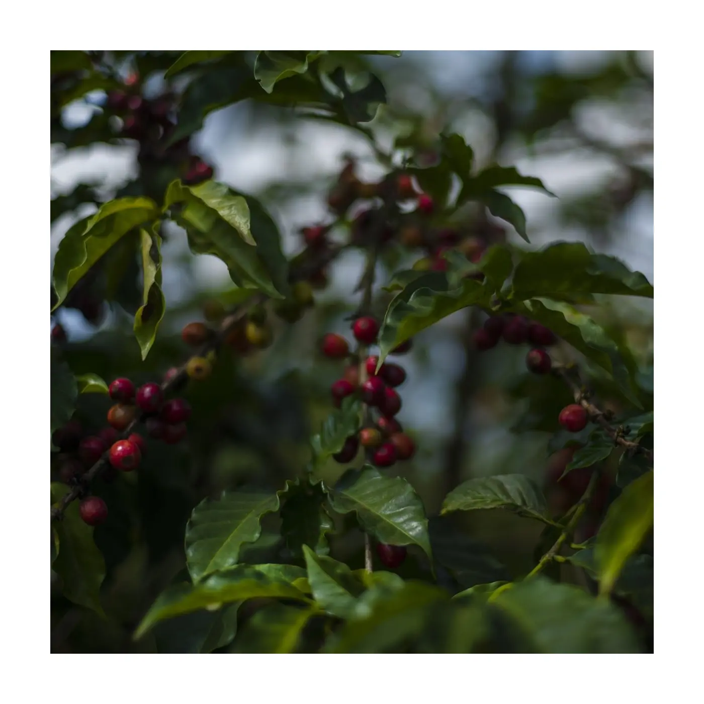 Specialty coffee by Terres de Café - Parcelles - Kenya