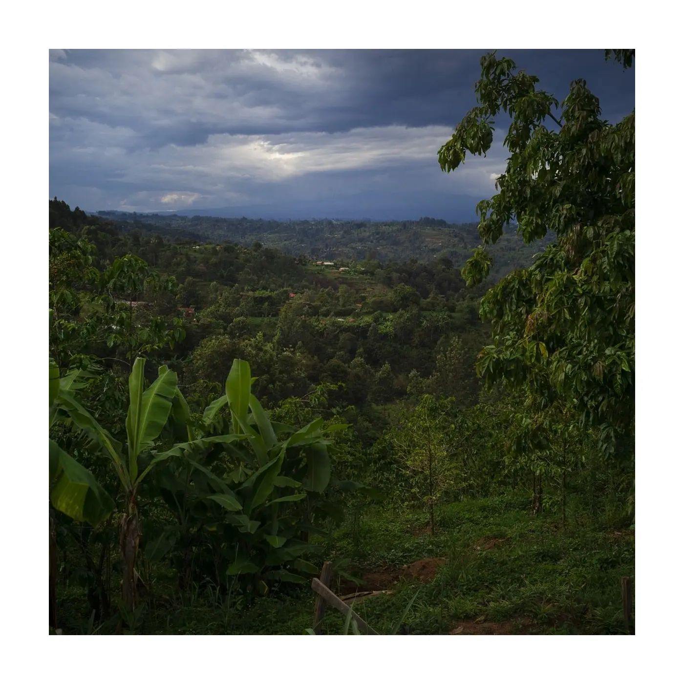 Specialty coffee by Terres de Café - Parcelles - Kenya