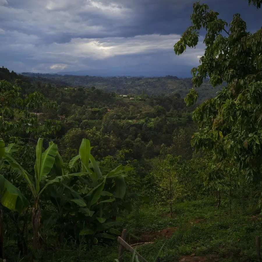 café de spécialité Terres de café - Parcelles KG - Kenya