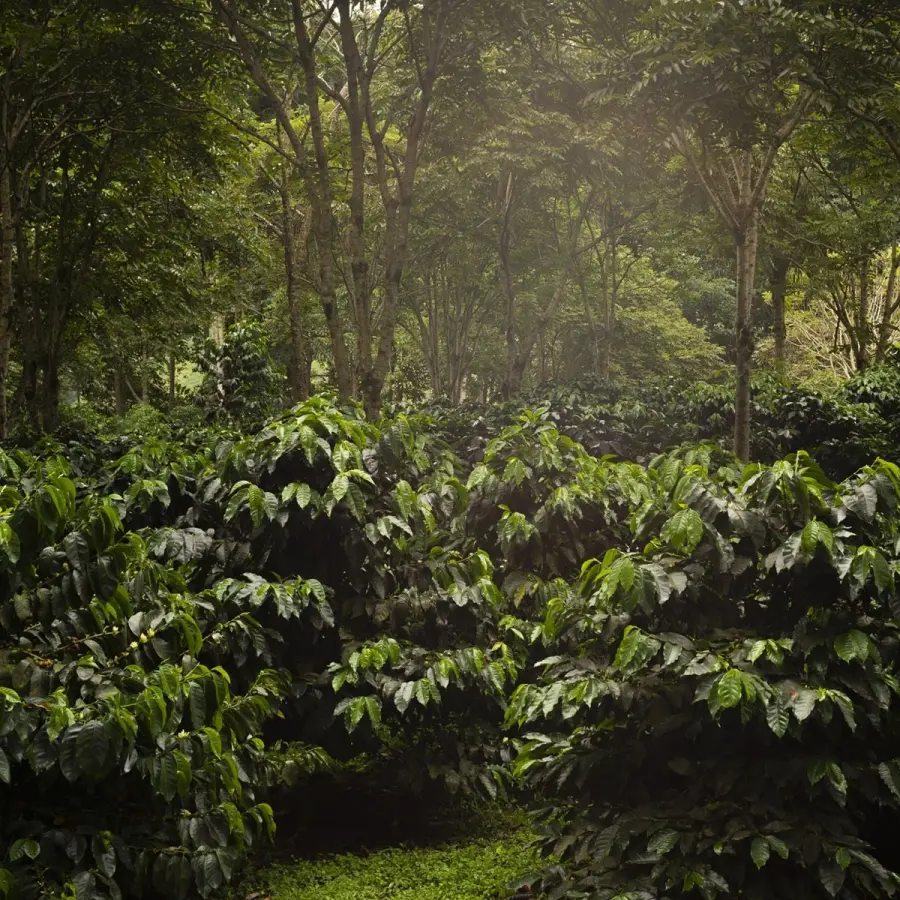 Café Blend Parcelles - Équateur | Vente en Ligne