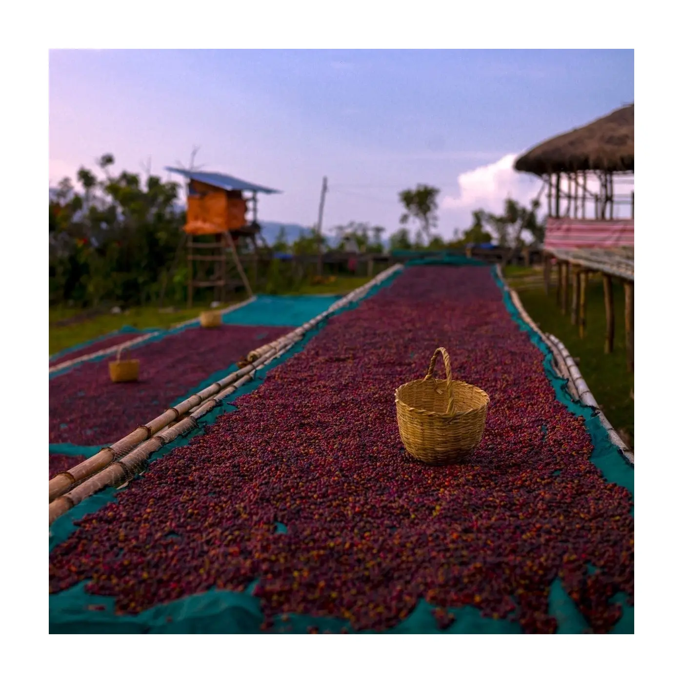 Specialty coffee by Terres de Café - Coffee Yirgacheffe Chelbesa Heirloom