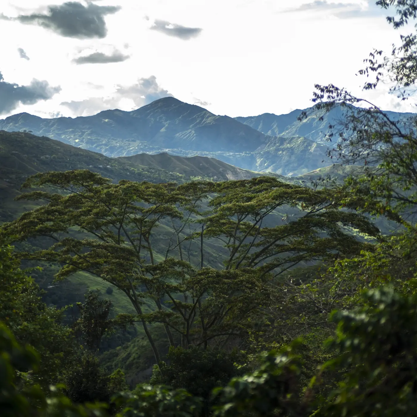 Café Finca Santa Maria Caturra Lavé - KG | Café de spécialité | Vente en Ligne