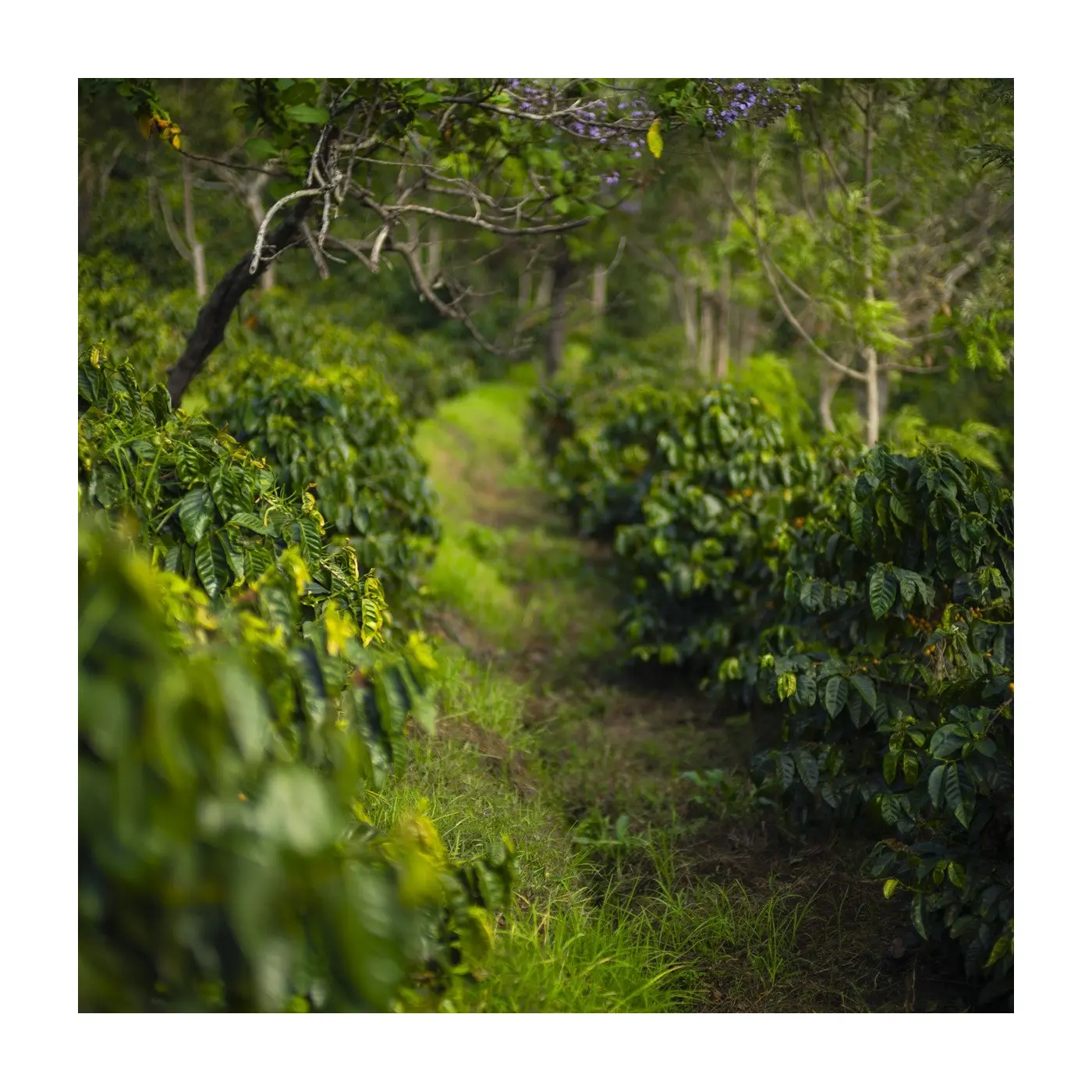 Speciality Coffee |Coffee El Morito Pacamara Fully Washed | Online sale