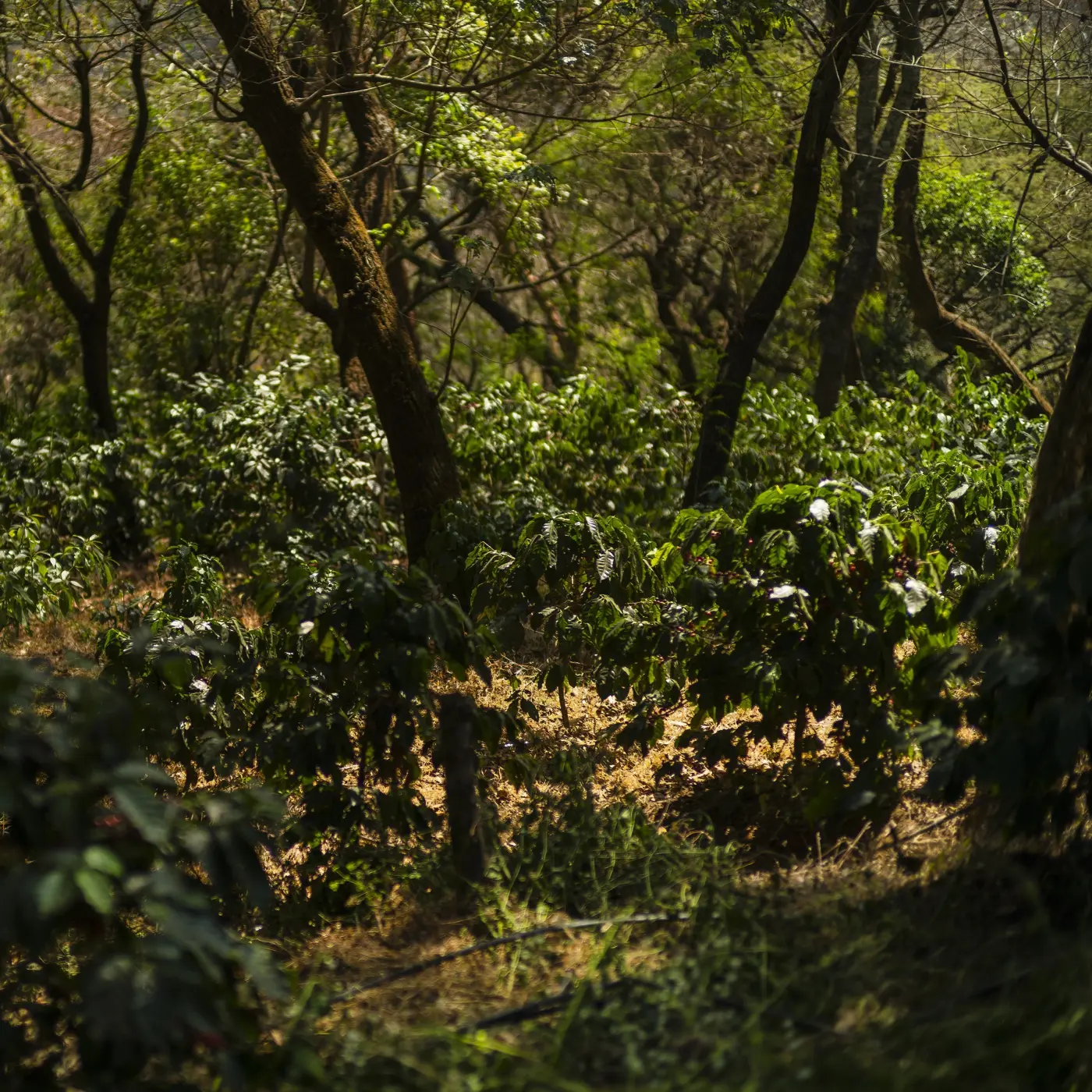 Specialty coffee by Terres de Café - Coffee Finca Gascón Lactic Natural