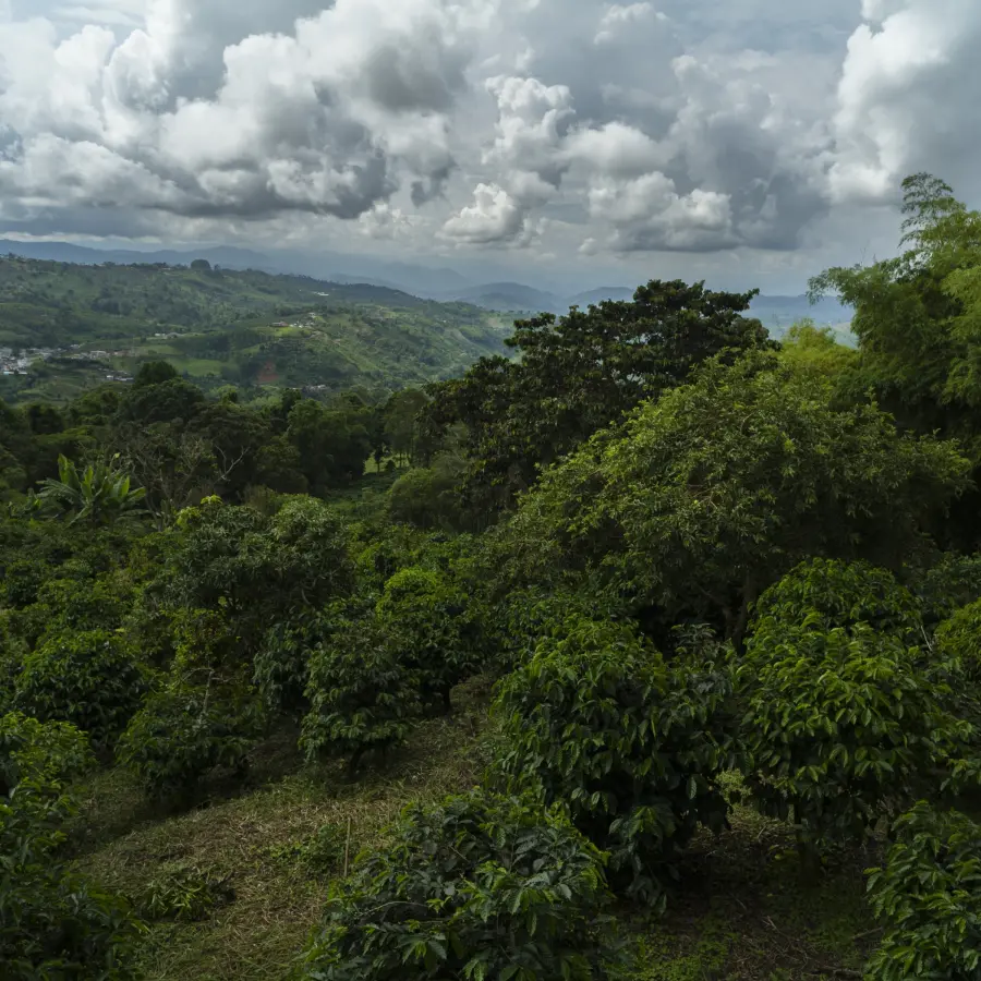 Légendes - Paul Doyle - La Mikava - Colombie | Terres de Café | Vente en ligne