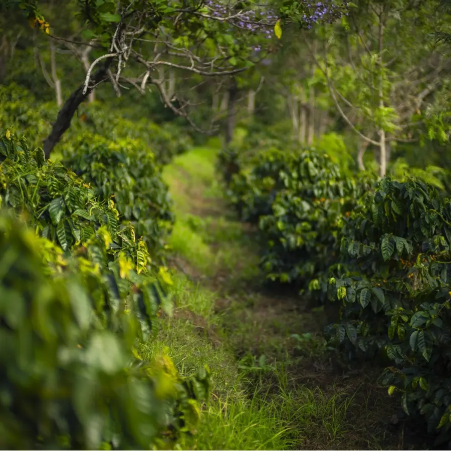 Specialty coffee by Terres de Café - Jose Roberto Monterroso - El Morito - Pacamara Fully Washed - Légendes