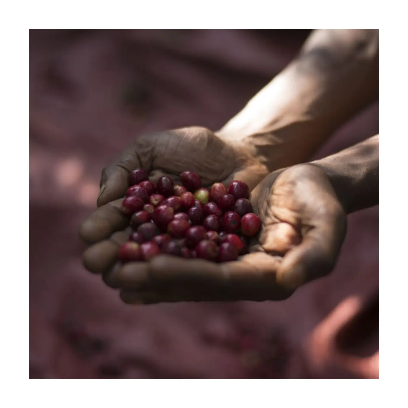 Café de spécialité | Café Dukale Layo Guji | Vente en Ligne