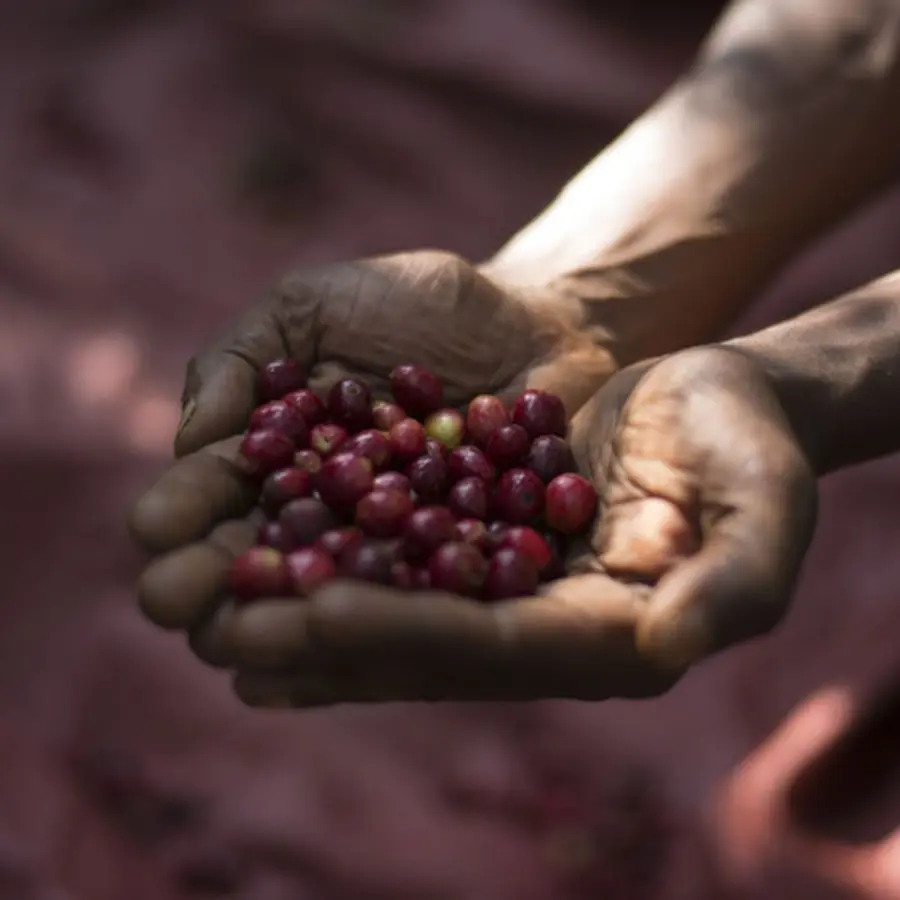 Specialty coffee by Terres de Café - Coffee Guji Highland