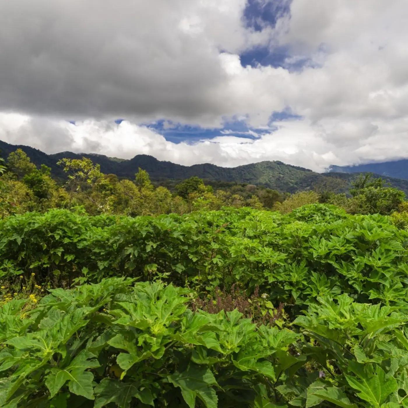 Légendes Hunter Tedman - Black Moon Farm - Chiroso Anaerobic Natural | Terres de Café | Vente en ligne
