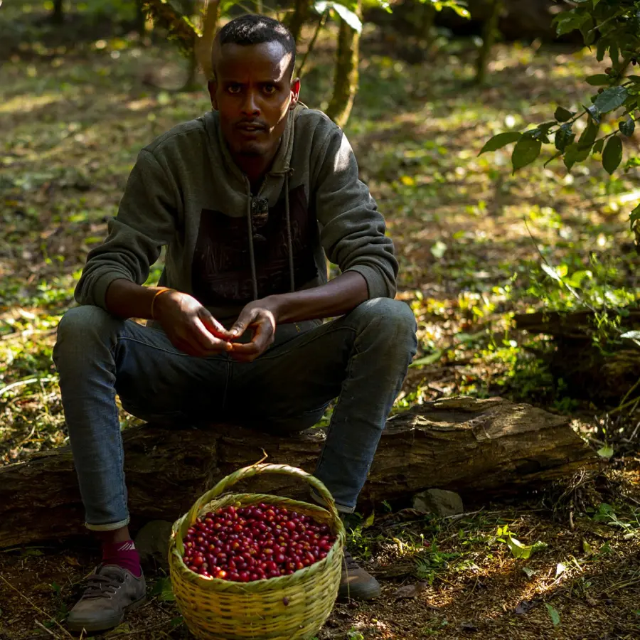 Coffee Old Yeti Bio | Speciality Coffee | Buy Online