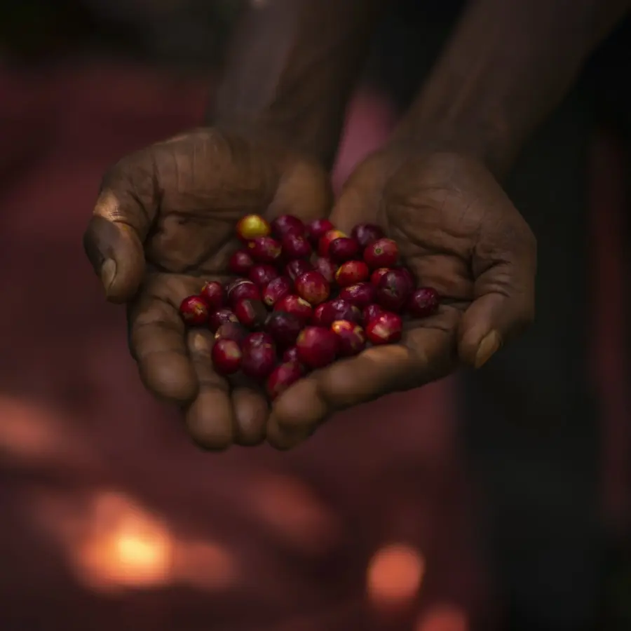 Café Yeti Bio | Café de spécialité | Vente en Ligne