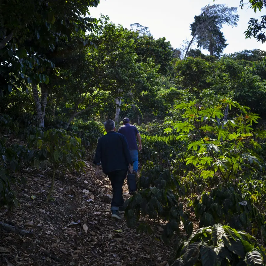 Coffee Himalaya Bourbon Rouge | Speciality Coffee |Buy Online