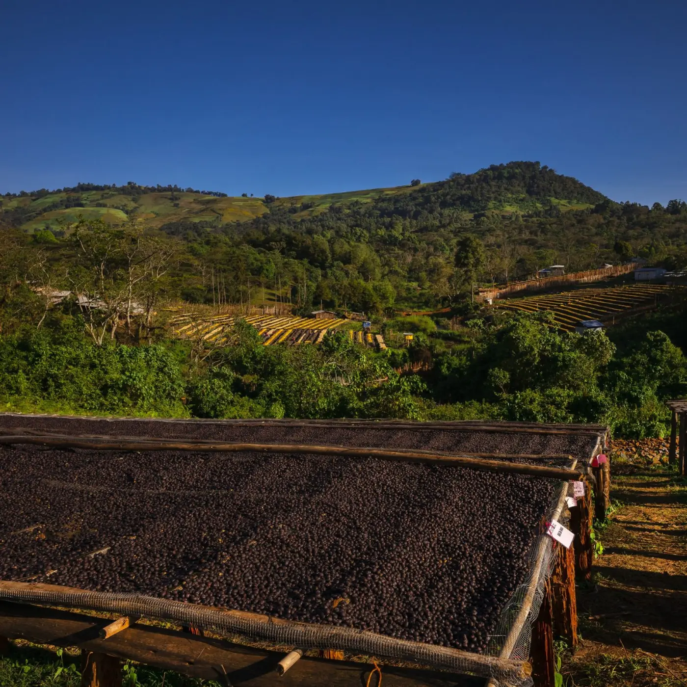 Café de spécialité | Café Heirloom Wallaga KG | Vente en Ligne