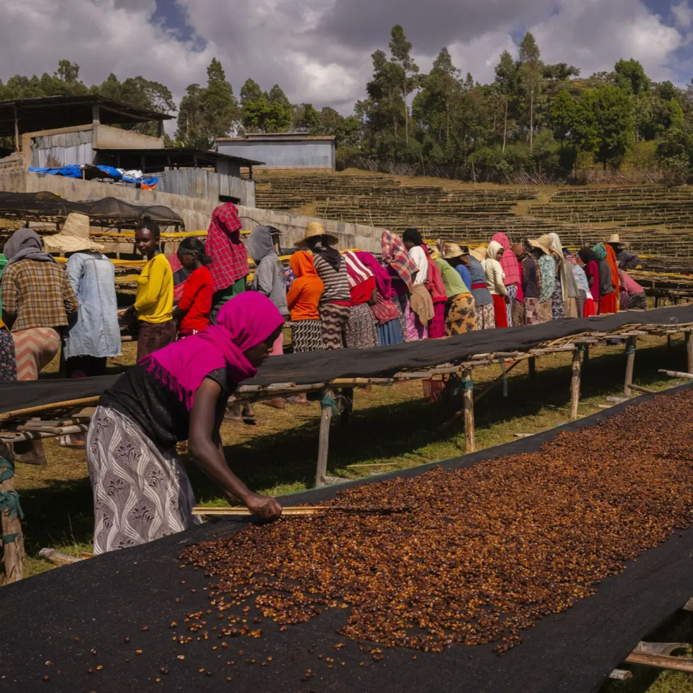 Café Dukale Bombe Village Heirloom Anaérobique Nature |Café de spécialité | Vente en Ligne