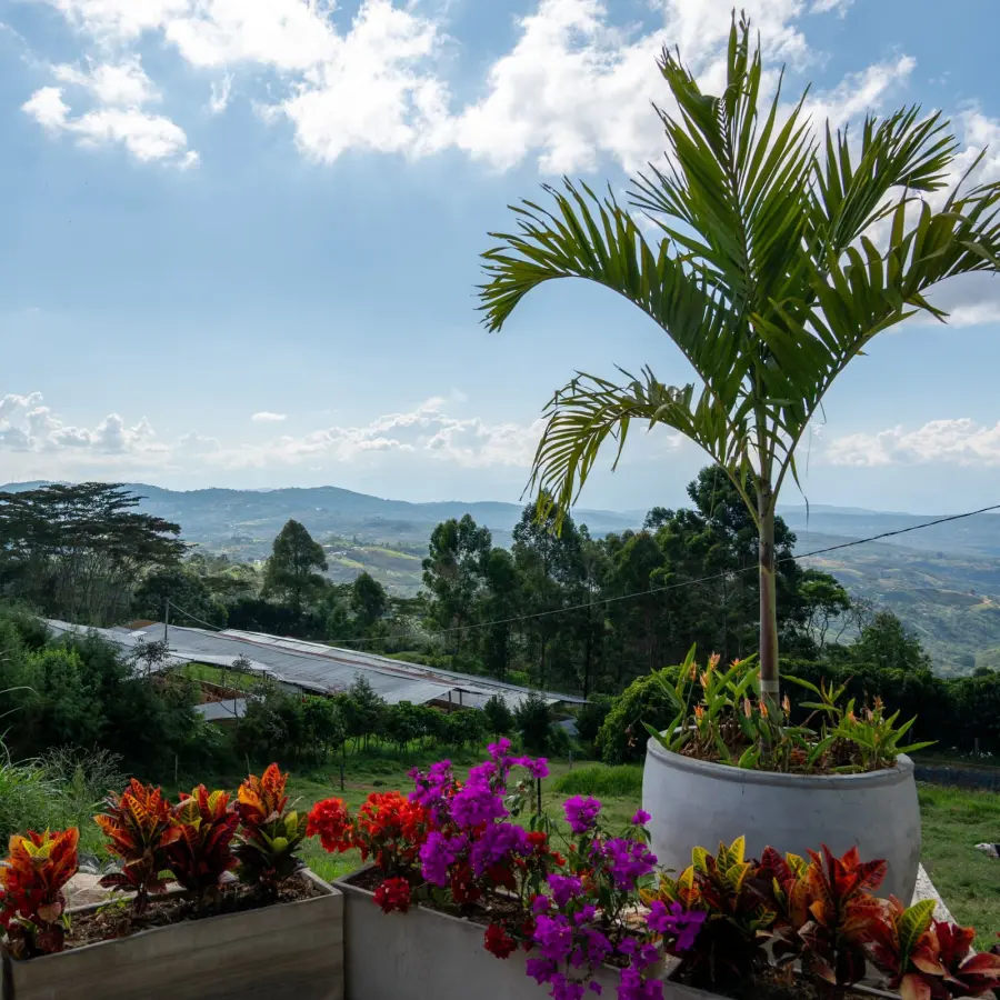 Café de spécialité I Café Altos de Bijao Estate Project | Vente en ligne