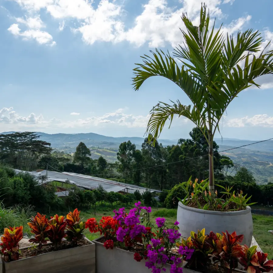 Speciality coffee I Altos de Bijao Estate Project Coffee - kg | Online sales