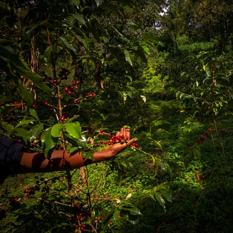 Café de spécialité | Café KSF Goma Forest KG | Vente en ligne