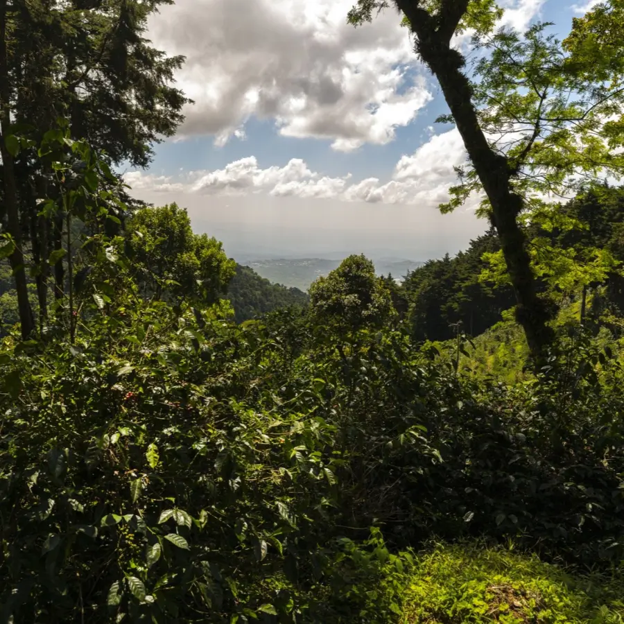 Legends Miguel Angel Villacencio - Finca la Pacaya - “Kenia” SL28 Natural | Terres de Café | Online sales