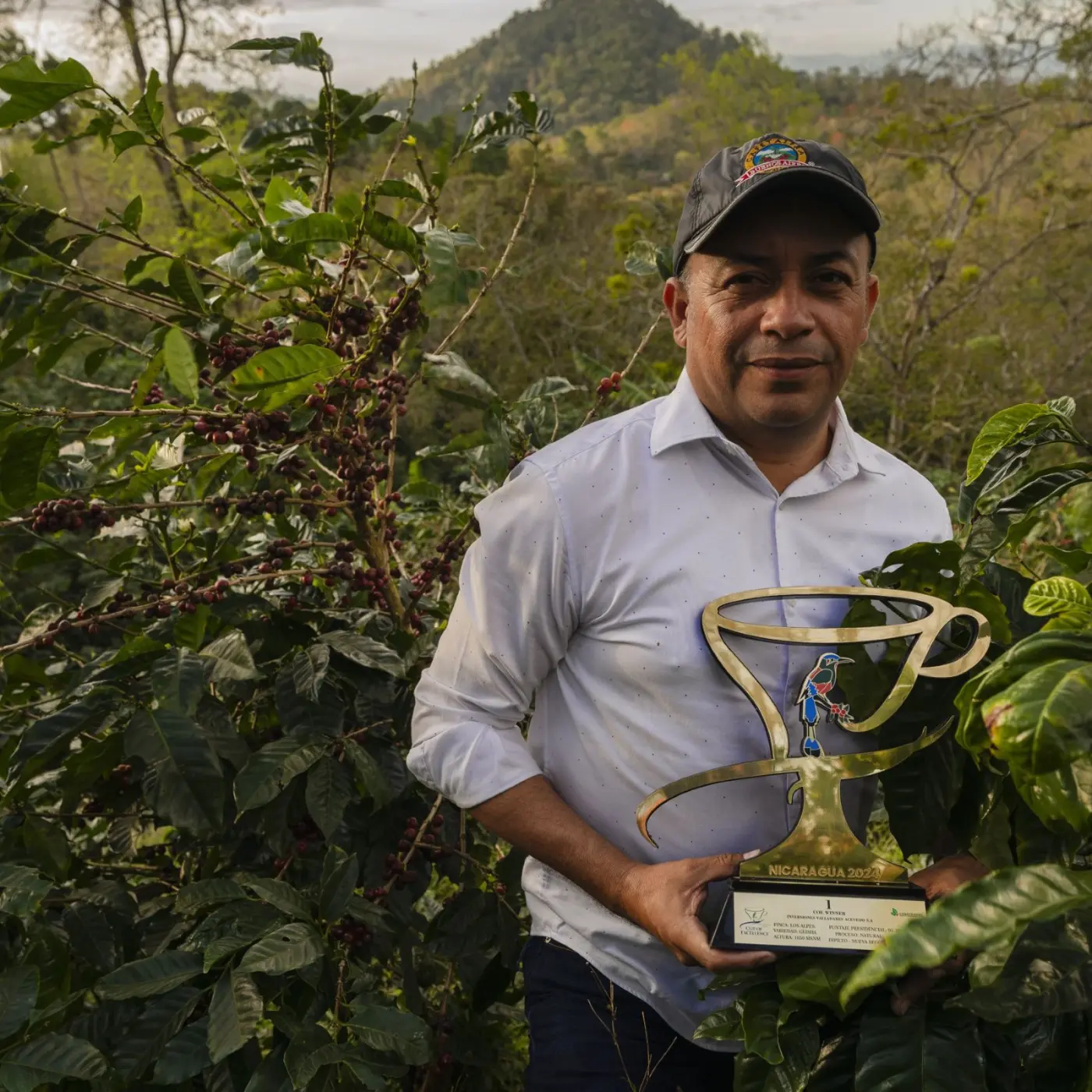 Legends - Olman Valladarez - Los Alpes - Geisha Washed | Coffee Lands | Online Sales
