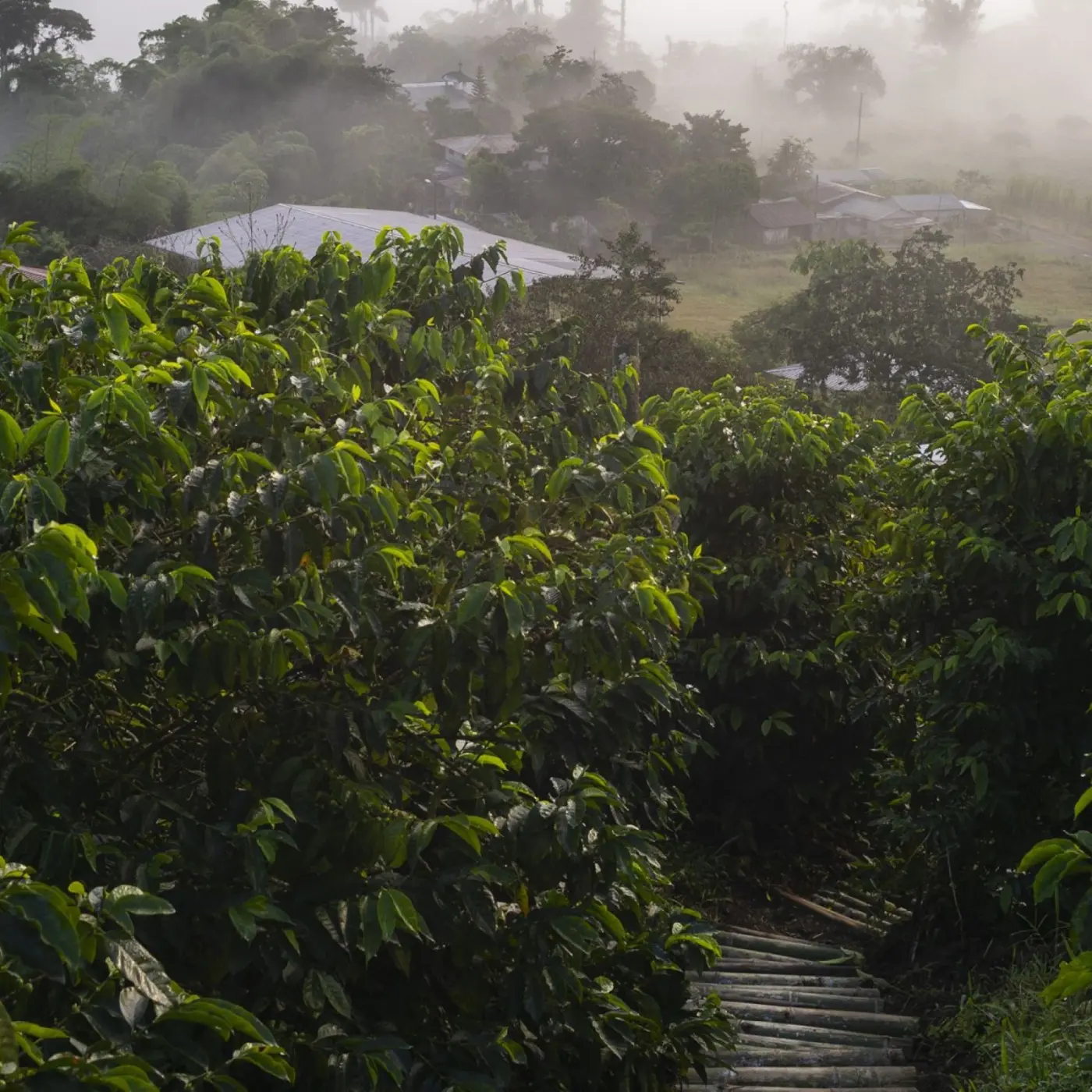 Specialty coffee by Terres de Café - Coffee La Josefina Sidra Anaerobic Washed
