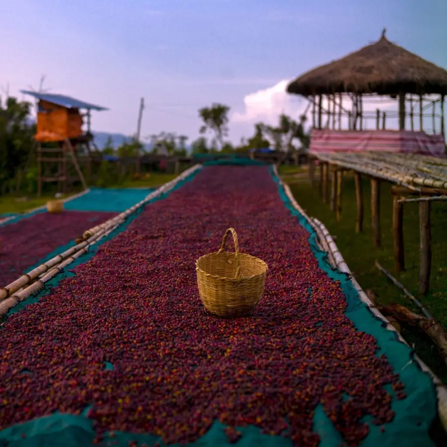 Café KSF Old Trees bio | Café de spécialité | Vente en ligne