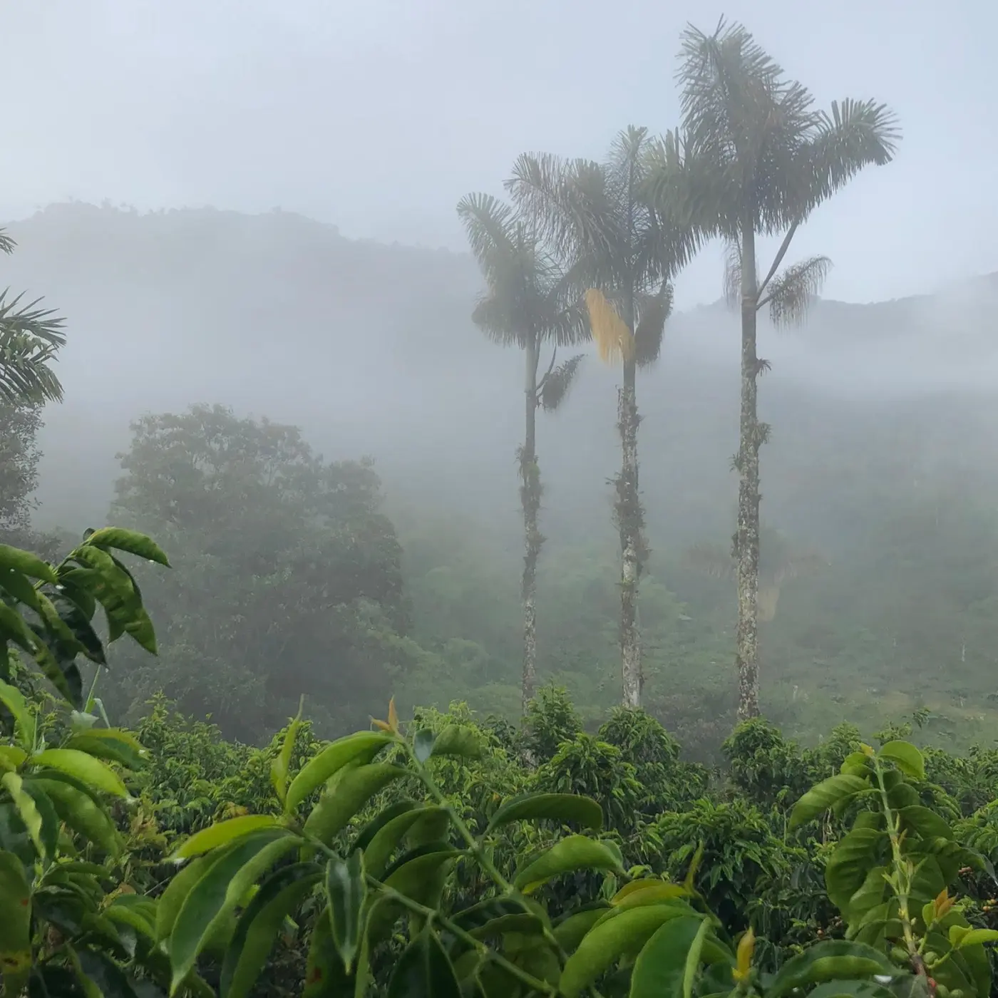 Café de spécialité | Café La Josefina Typica Mejorado - Honey | Vente en Ligne
