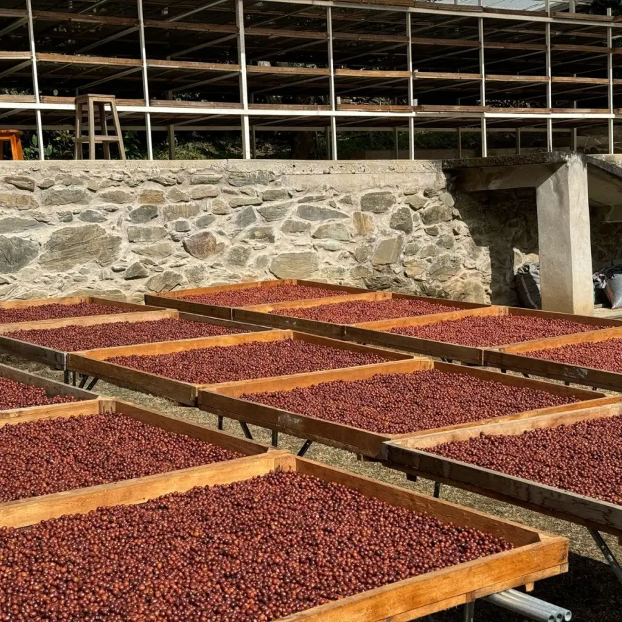 Légendes - Dwight Aguilar - Nueva Allianza - Pérou| Terres de Café | Vente en ligne