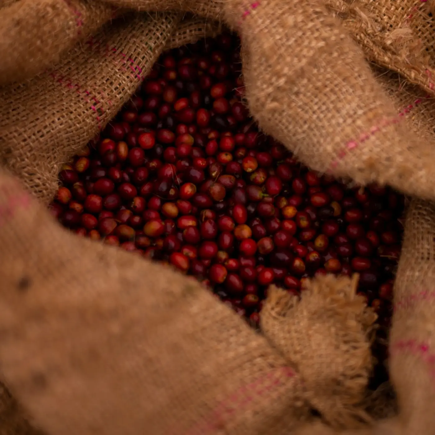 Café The Forest | Café de spécialité | Vente en Ligne