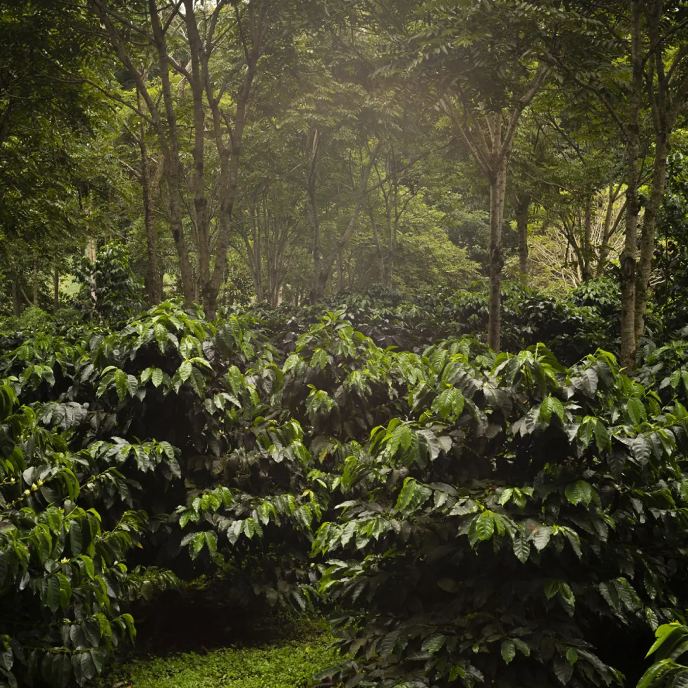 Coffee The Forest | Speciality Coffee | Buy Online