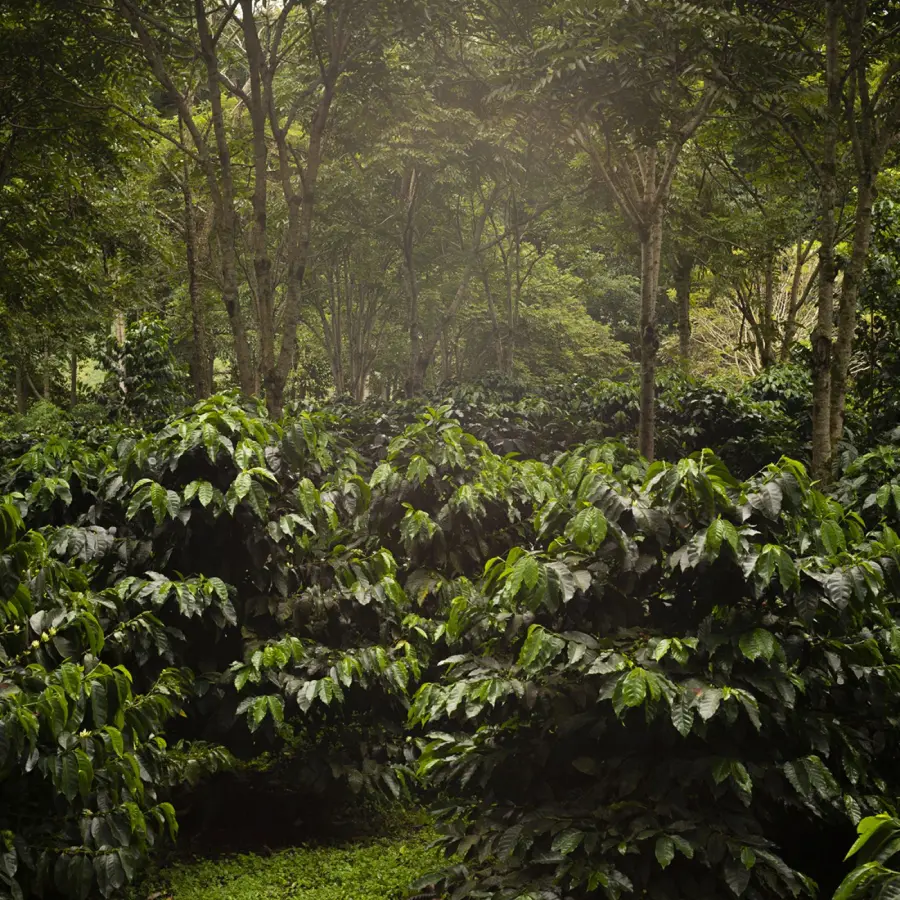 Café The Forest | Café de spécialité | Vente en Ligne