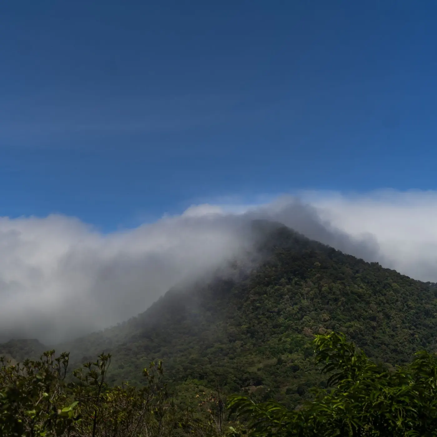 Légendes - Jamison Savage - Geisha Illumination | Terres de Café | Vente en ligne