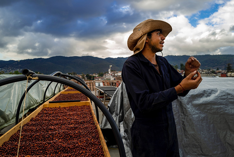 Lits de séchage des grands crus sur le toit de l’Hotel Casa Cafeologo