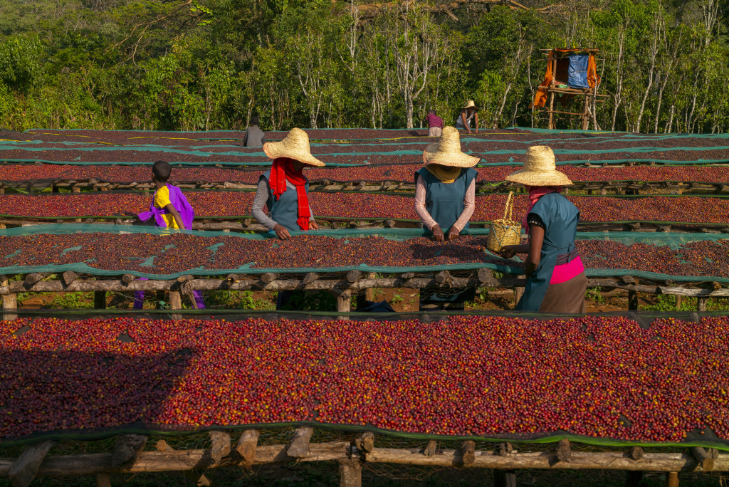Heirloom Project - Wallaga Ethiopia