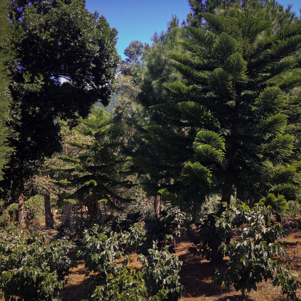 Les Meilleurs Lots de Café de la Meilleure Ferme du Costa Rica !